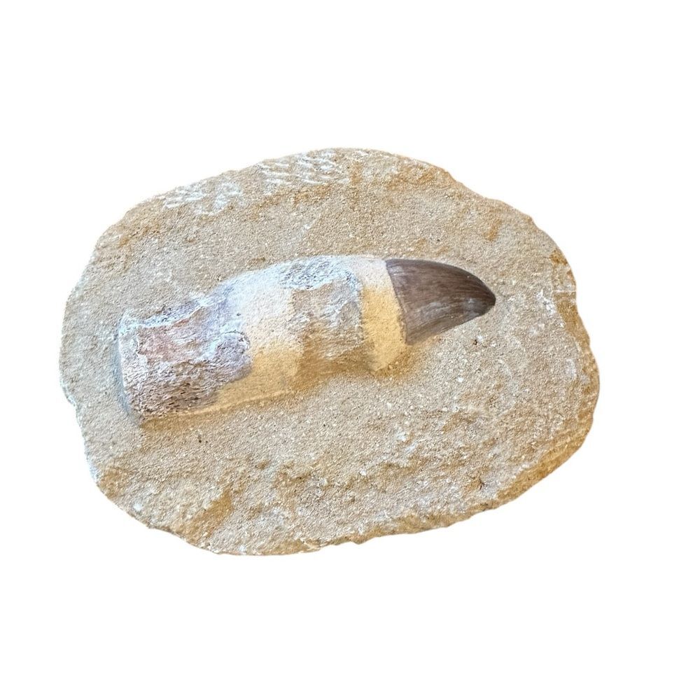 Mosasaur Dinosaur Tooth and Root on Matrix